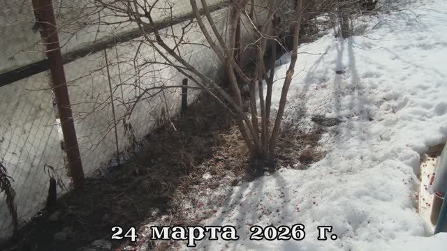 Дача. Конец марта 2026 г. Тюмень. Часть 2