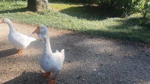 Гуси, гуси! Га-га-га. Встречали нас в парке "Южные культуры ". Сочи.