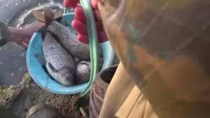 👍КАРАСИ ЛОПАТЫ не лезут в ведро!!! Рыбалка на поплавок весной 👍