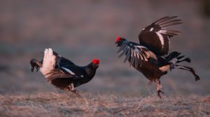 Тетеревиный ток. Март. 2024.