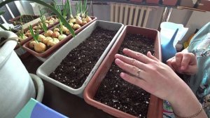 Сеем самые простые в выращивании цветы