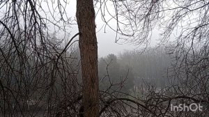 28 марта, "Суббота - женская работа". Подскажите ,как называется дерево? Новости от Андрея.