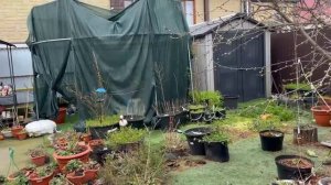 Утреннее гуляние, сегодня хвостики не очень гулять хотят.