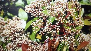 Рыма Чек- жёсткая диета от почечных коликов