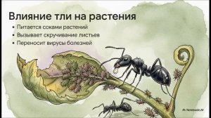 Биология 8 класс параграф 27 Насекомые с неполным превращением краткий пересказ