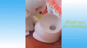 Cute Pets And Funny Animals Compilation  2026   Pets Garden