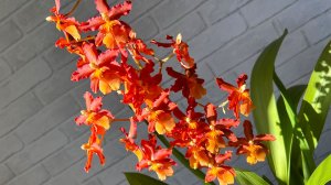 Для любителей орхидей: как оставаться на связи в условиях блокировки You Tube и других площадок