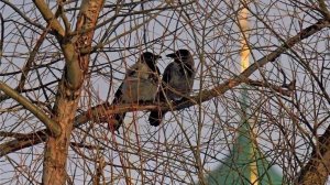 ТАРО ПРОГНОЗ НА АПРЕЛЬ МЕСЯЦ ДЛЯ ПРЕДСТАВИТЕЛЕЙ ЗНАКА ЗОДИАКА ВОДОЛЕЙ. НАДЁЖНОЕ ТАРО