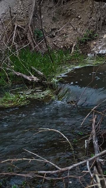 Альма Квакушки