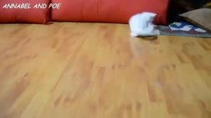 Cats are so funny you will die laughing 2026  Funny cat compilat