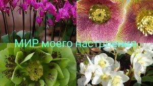 25.03.26 Обзор покупки Морозники