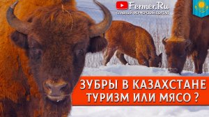 🦬Зубры в Казахстане! Лесные гиганты под тонну! Всё о самом крупном звере Европы. Зубр это не мясо!