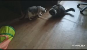 ИНТЕРАКТИВНАЯ ИГРУШКА ДЛЯ КОШЕК – ШАРИК С ХВОСТИКОМ