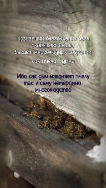 прп. Иоанн Лествичник. Лествица — Слово 11