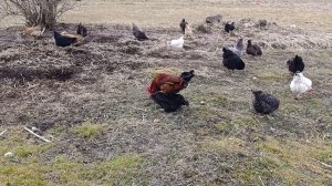 Жизнь в деревне 🏠🌞 или деревенские будни