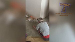 CATS will make you LAUGH YOUR HEAD OFF   Funny CAT compilati 2026