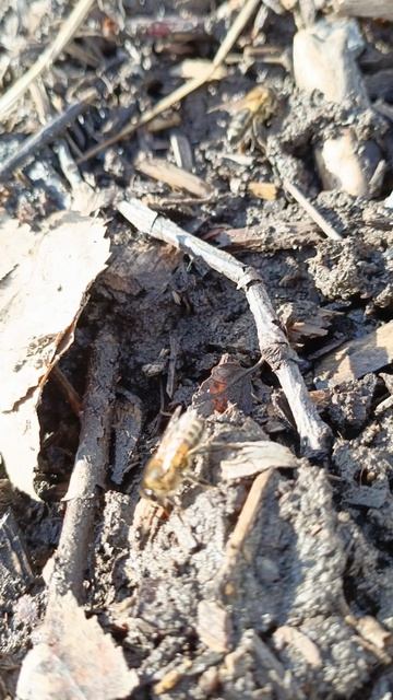 Водичку собирают для расплода🐝