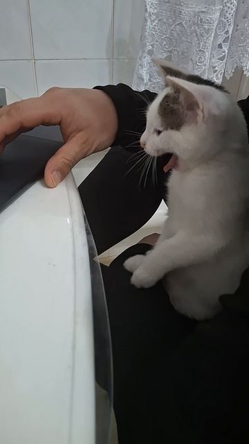 АйтиКот  #котенок #котик #котофей