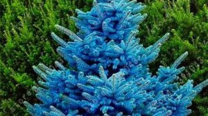 Получила семена голубой ели.