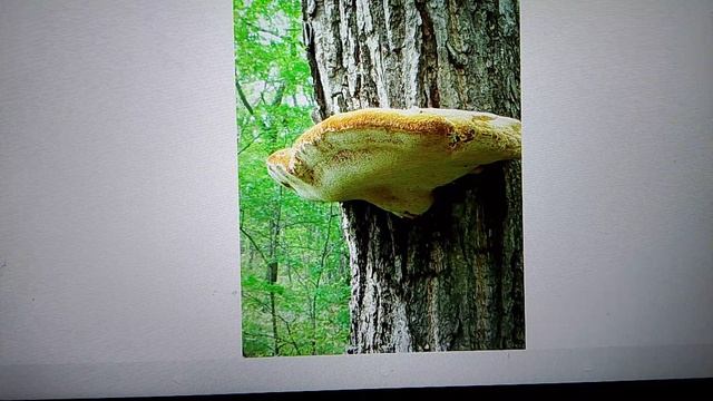 гриб трутовик,самый большой гриб на планете