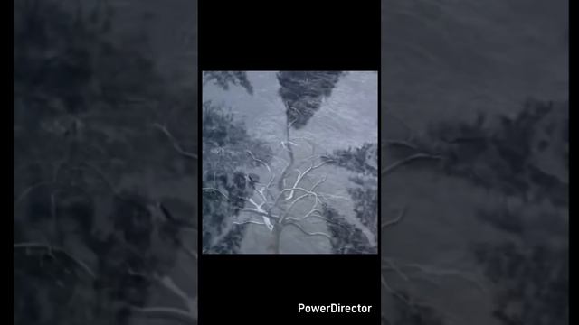 Крик души.mp4