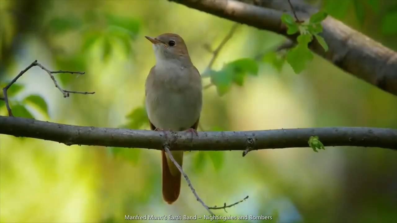 Manfred Mann's Earth Band ~ Nightingales and Bombers
