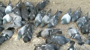 ЧЕМ ЗАНИМАЕМСЯ,У КАЖДОГО СВОЕ ДЕЛО🕖🕖🕖🕖🕊🕊🕊🕊🌹🌹🌹🌹🌹🌹🌹🌹🌹🌹🌹🌹🌹🌹🌹🌹🌹