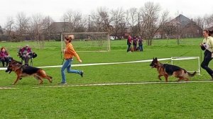 ПОДРОСТКИ КОБЕЛИ / КЧК КРАСНОДАР 28 марта`26 З.Данильченко Моно немецких овчарок