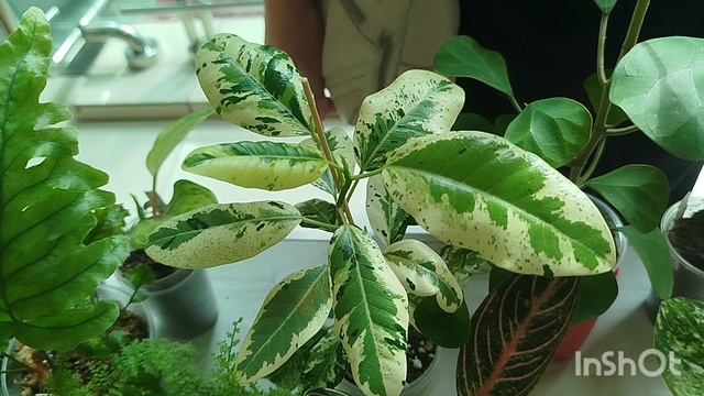 Выставка цветов, часть 3.🌴🌷🌵