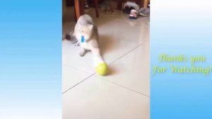 Cute Pets And Funny Animals Compilation 2026  Pets Garden