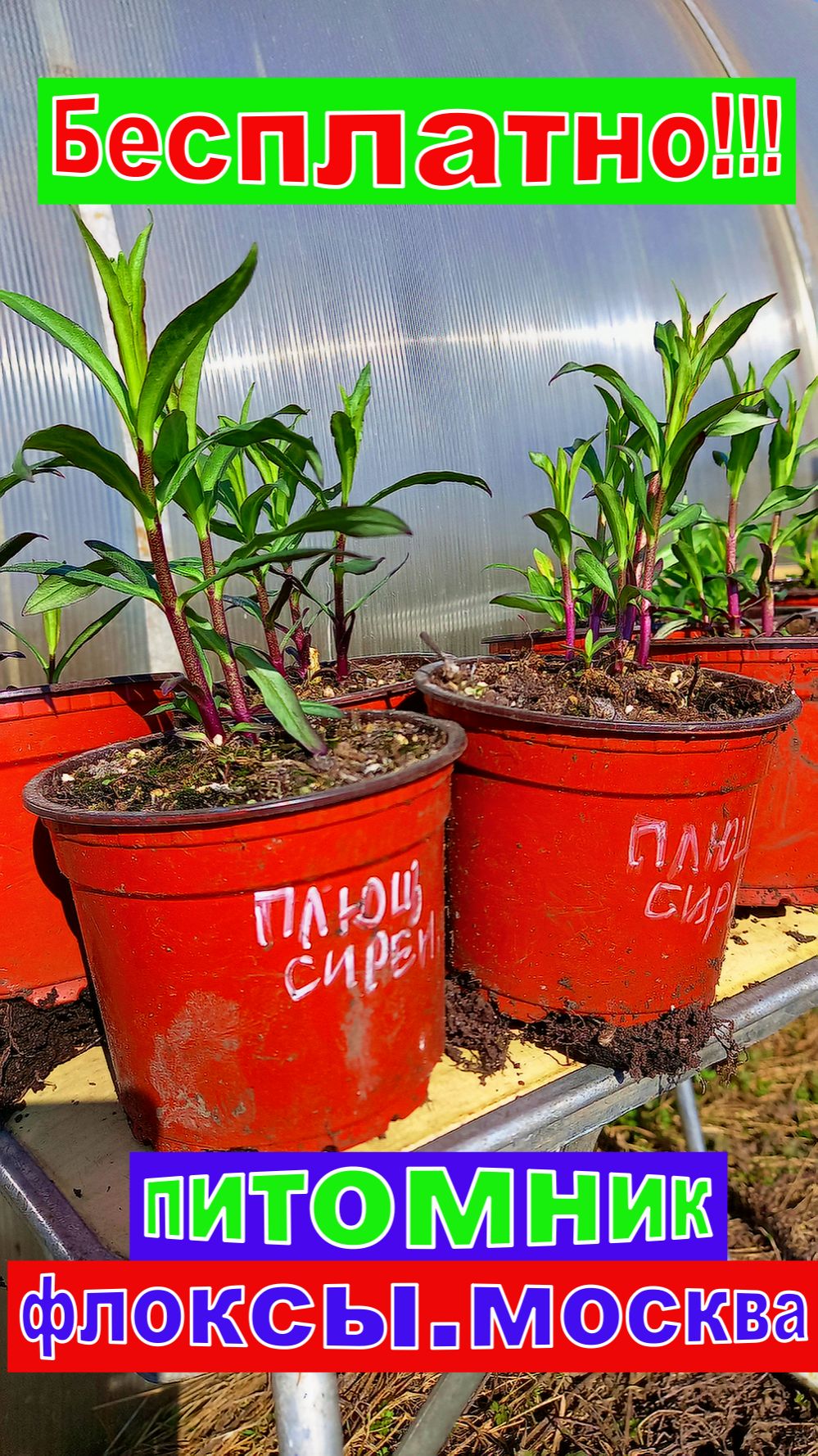 ФЛОКСЫ БЕСПЛАТНО! В подарок бесплатно при заказе от 10шт один бесплатно