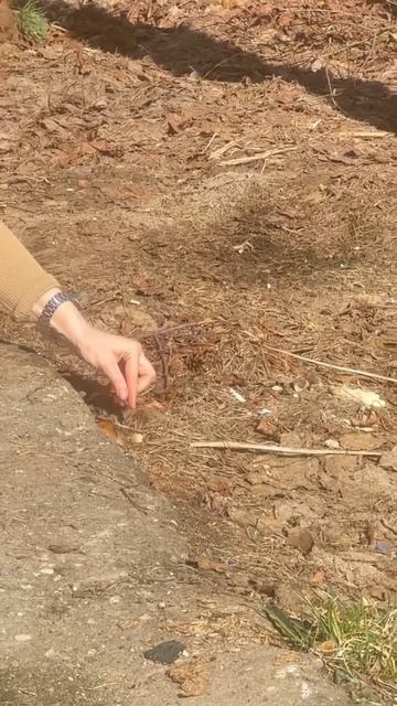 Маленькая жизнь в больших руках 🐭