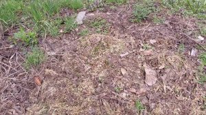 Увидели ящерицу? 😀 А как цветет жердела? Весенние зарисовки.