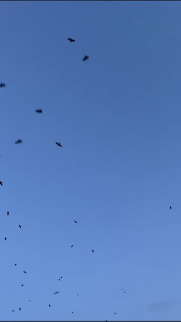 Флора Алтая)