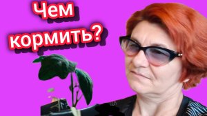 Подкормка рассады 🍅🍅🍅