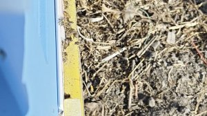 Пчёлы приносят пыльцу с вербы