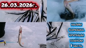 ВЫХОД ЗА КОРЮШКОЙ. ПРОВЕРКА ЖЕРЛИЦЫ НА НАЛИМА. КРУПНЫМ ПЛАНОМ! #рыбалка #корюшка #зимняярыбалка