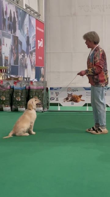 Звезда Севера Панна-Котта - тренировка 29.03.2026