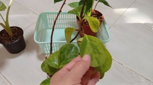 Комнатные растения. Первые новинки в 2026 году.