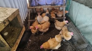 Весна пришла 🌱. Какие породы у нас есть .