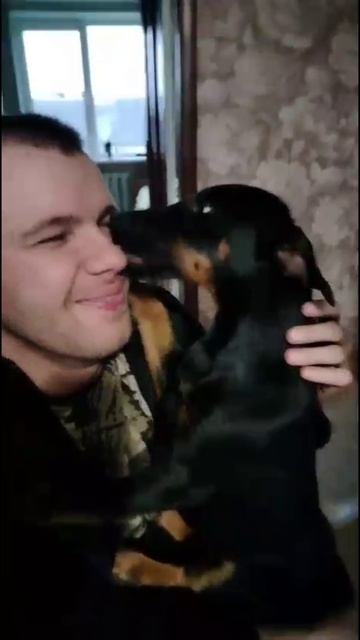 собака друг человека  её зовут Сойка