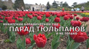 Никитский ботанический сад 2026. Парад тюльпанов и суровая правда о набережной| Крым