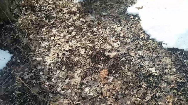 обстановка на пасеке на 29.03.26