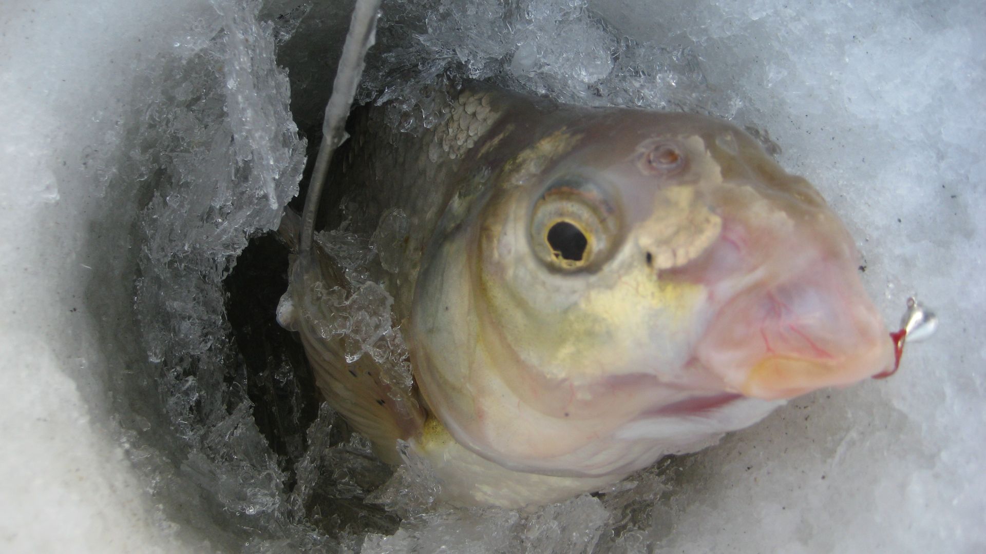 Золотая лунка. Лещи не проходят в лунку. Ловля на мормышку на Оби.