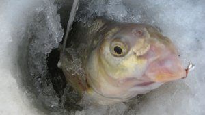 Золотая лунка. Лещи не проходят в лунку. Ловля на мормышку на Оби.