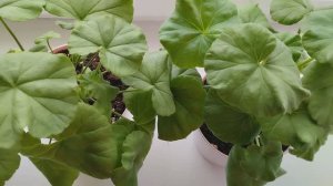 Как растёт моя пеларгония