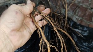 САЖЕНЦЫ ДЖОКЕРА ЕЩЁ ЕСТЬ В НАЛИЧИИ!🍇🍇🍇 ОБРАЩАЙТЕСЬ! Telegram, WhatsApp, Vlber и MAX +79528500417.