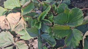 ЧИЩУ КЛУБНИКУ/29 МАРТА 2026 ГОД