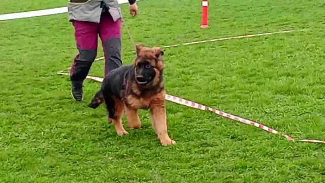 БЕБИ КОБЕЛИ ДШ / КЧК КРАСНОДАР 28 марта`26 З.Данильченко Моно немецких овчарок