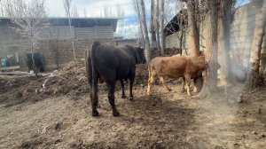 корова в Кыргызстане